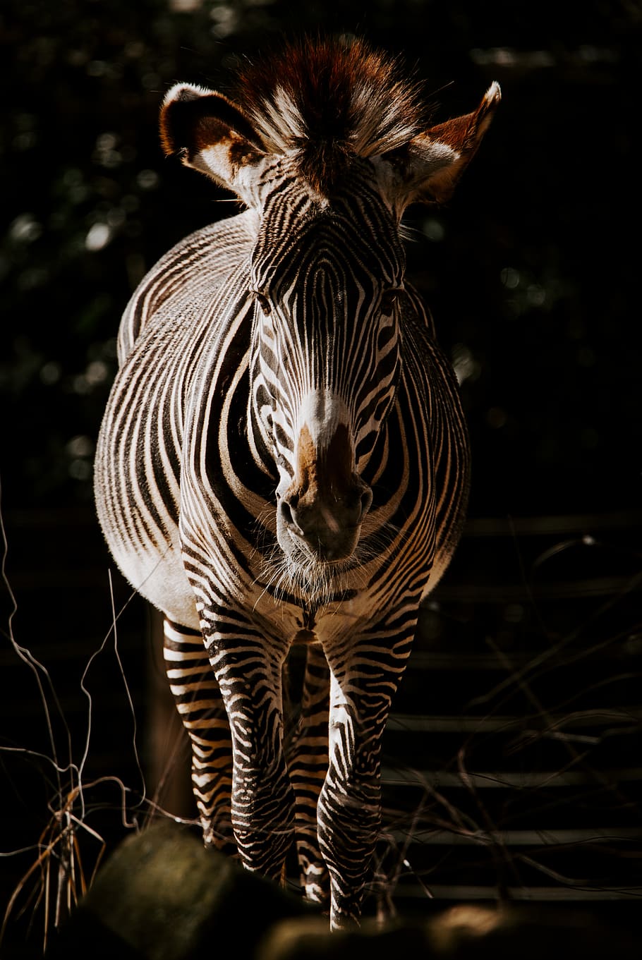 zebra photo, animal themes, animal wildlife, animals in the wild HD wallpaper
