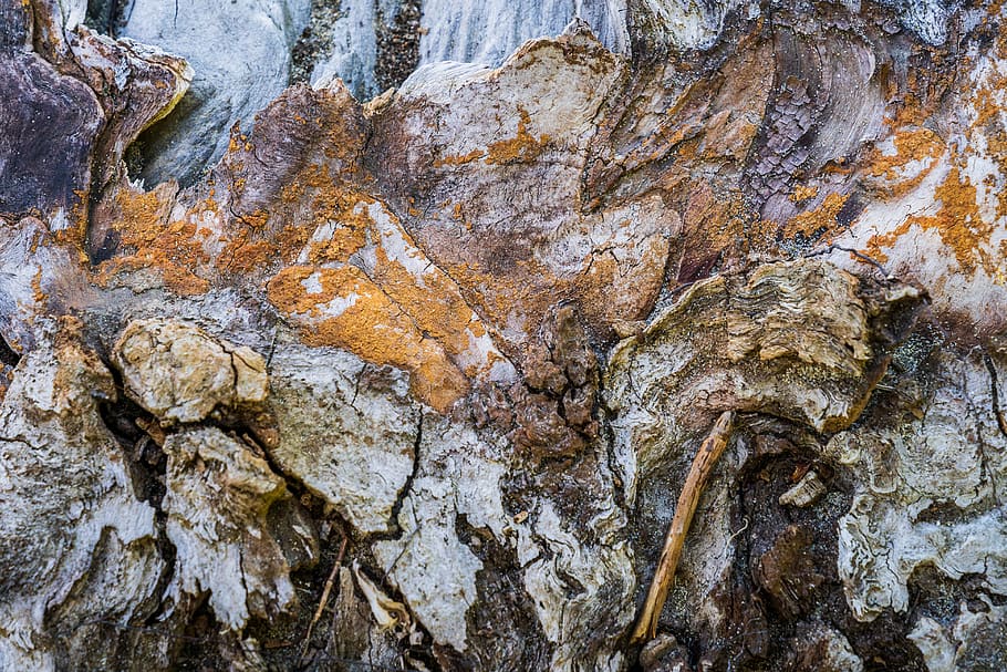 brown stone, rock, nature, outdoors, ice, plant, tree, mountain HD wallpaper