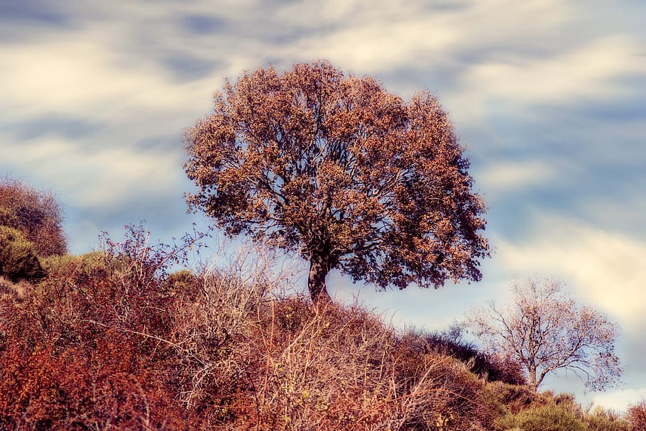 tree, autumn, forest, colorful, red, atmospheric, lugros, granada HD wallpaper