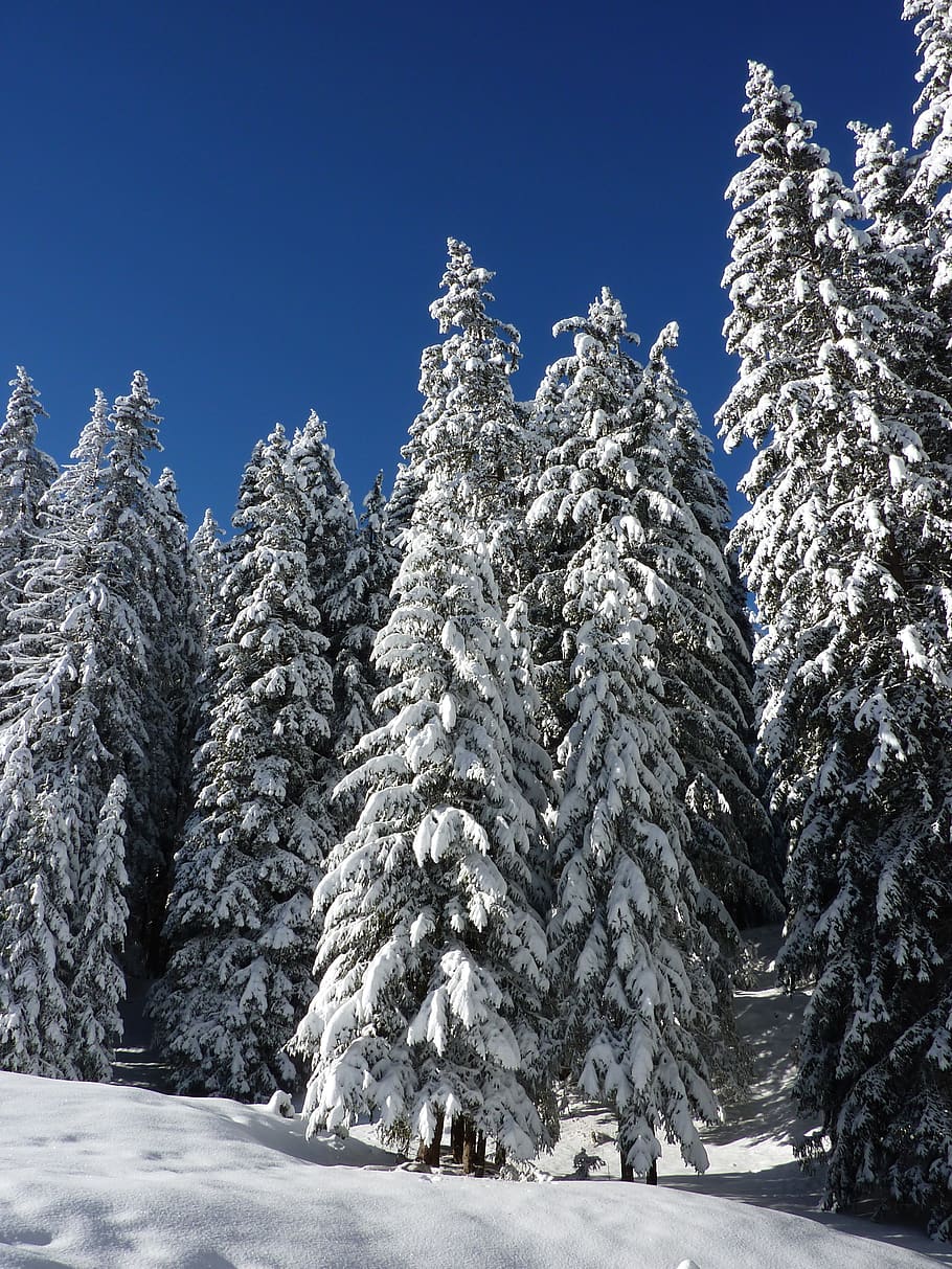 Snow Covered Green Forest Trees during Day, cold, coniferous HD wallpaper