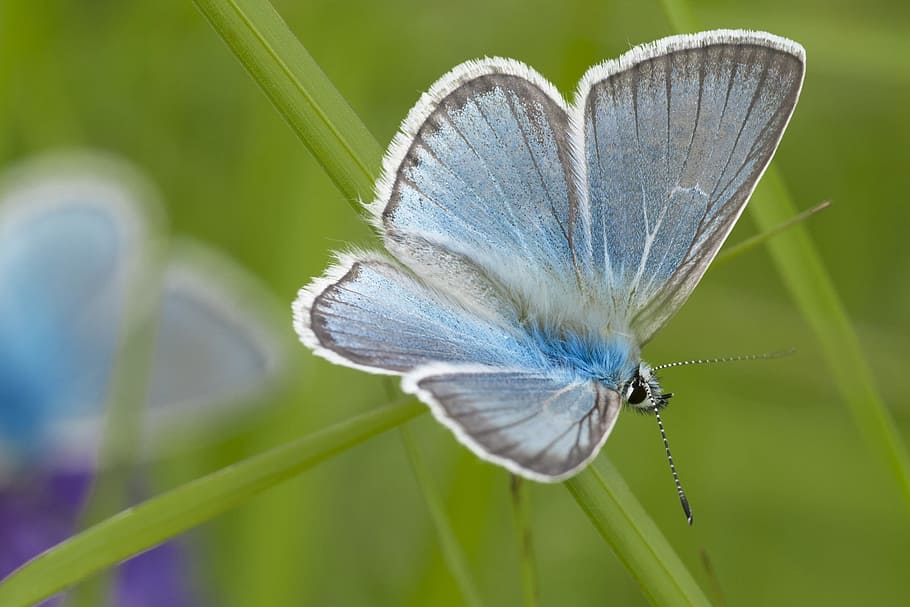 closeup, butterfly, insect, animal, wild, nature, mongolia HD wallpaper