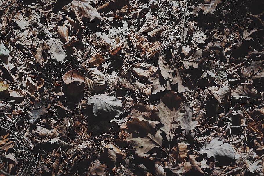 leafs, ground, autumn, background, soft, pattern, colors, nature HD wallpaper
