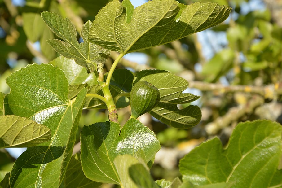 fig, tree fig tree, green fruit, orchard, green leaves, nature HD wallpaper