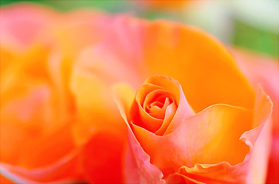 Shallow Focus Photography of Orange Petal Flower, bloom, blooming HD wallpaper