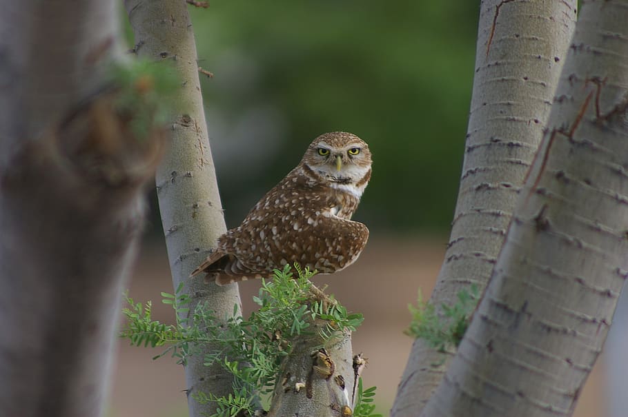 owl leaning sideway perching on twig, bird, animal, wren, tree HD wallpaper