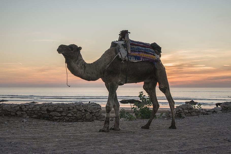 camel, morocco, beach, sea, sunset, atlantic, atlantic ocean HD wallpaper