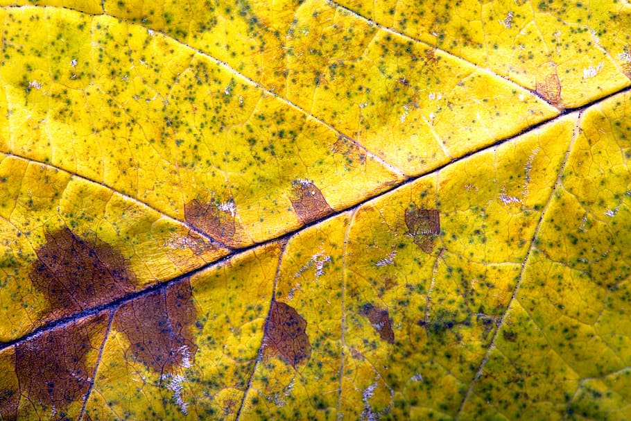 autumn, background, bright, closeup, golden, leaf, leaves, texture HD wallpaper