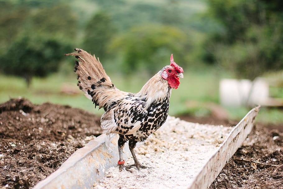 farm, field, rooster, chicken, bird, animal, nature, outdoor HD wallpaper
