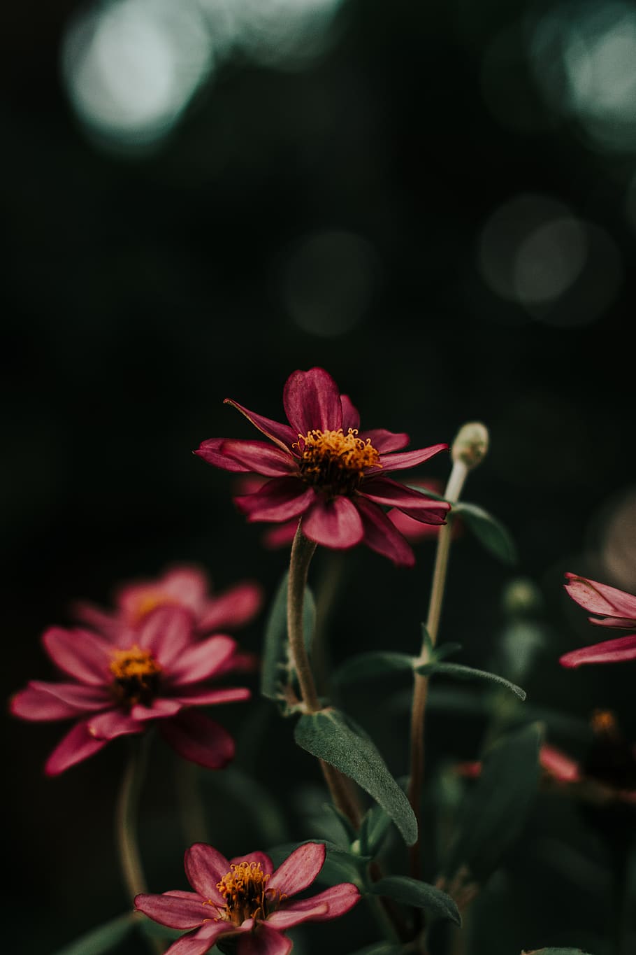 Close-Up Photo of Purple Flowers, beautiful, bloom, blooming HD wallpaper