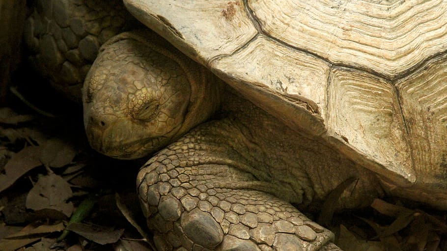 animals, wilds, turtle, reptile, animal themes, tortoise, animal wildlife HD wallpaper
