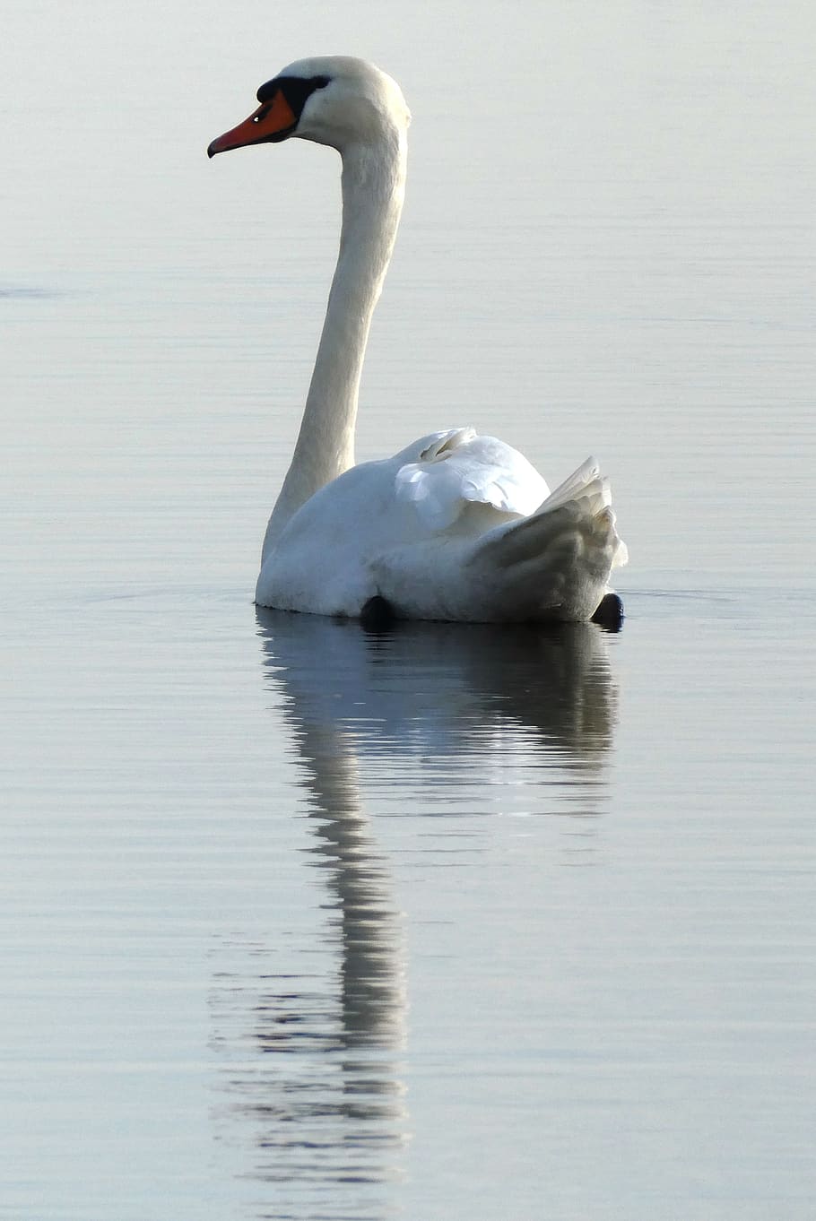 swan, swimming, ditch, reflection, water, waterfowl, plumage HD wallpaper
