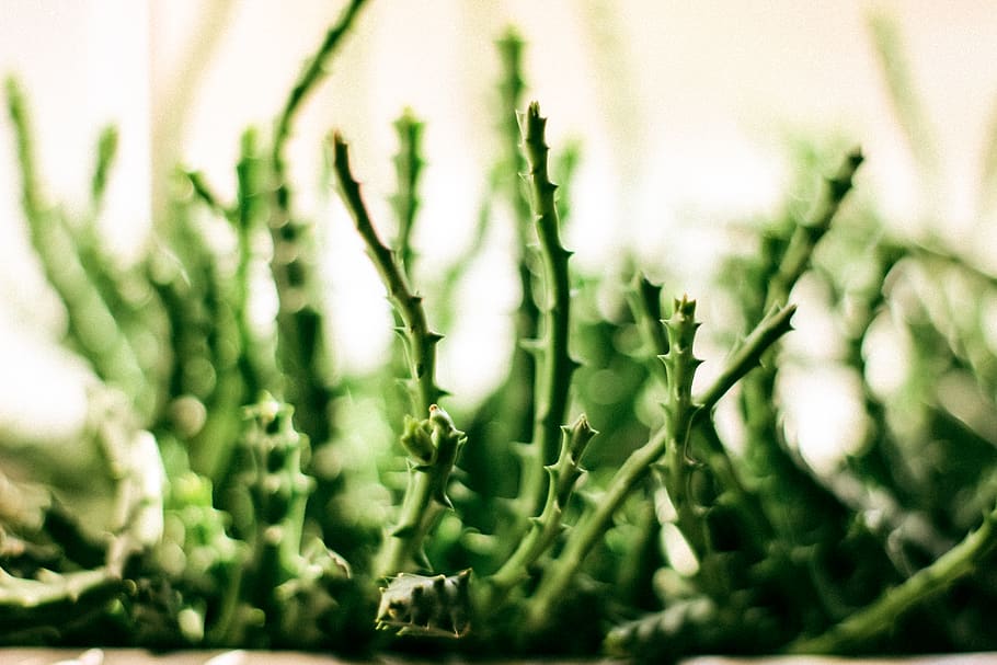 green, windows, tree, cactus, growth, plant, green color, close-up HD wallpaper