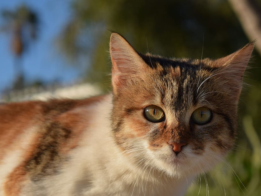 cat, stray, animal, cute, face, eyes, street, portrait, outdoor HD wallpaper