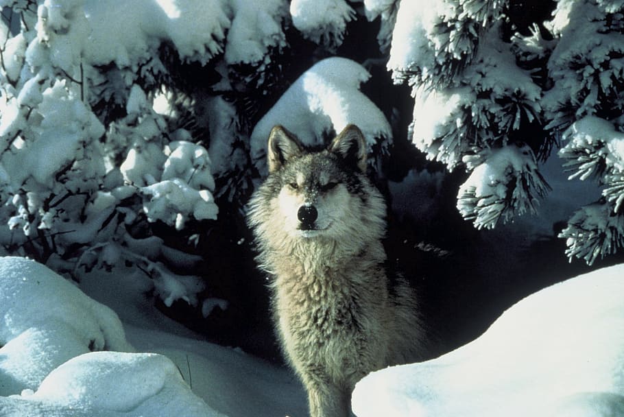 howl, howling, wolf, animal, wild, nature, fierce, animal themes, HD wallpaper