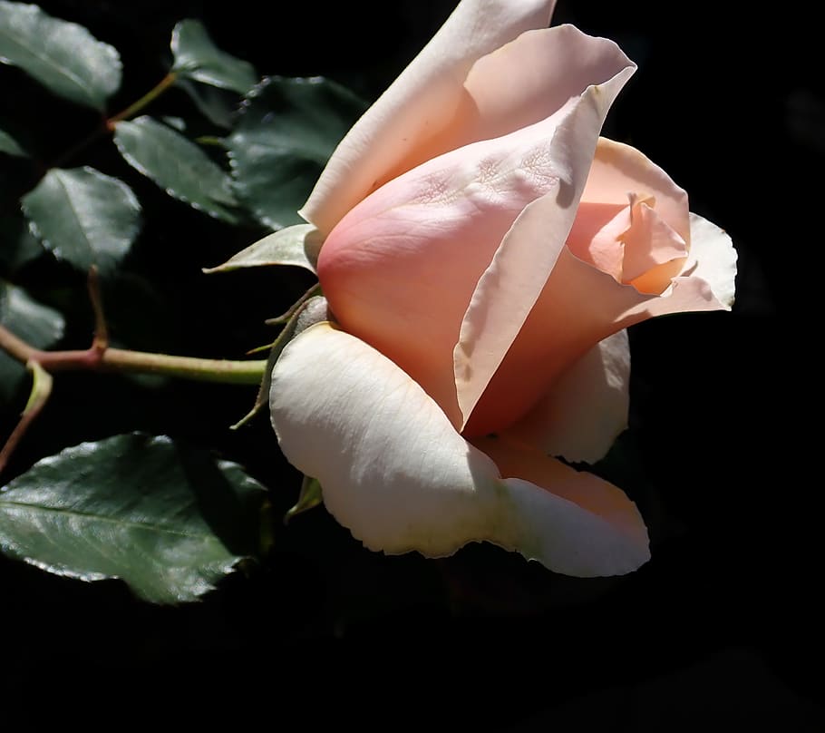 rose, bud, flower, garden, nature, spring, petal, flower head HD wallpaper