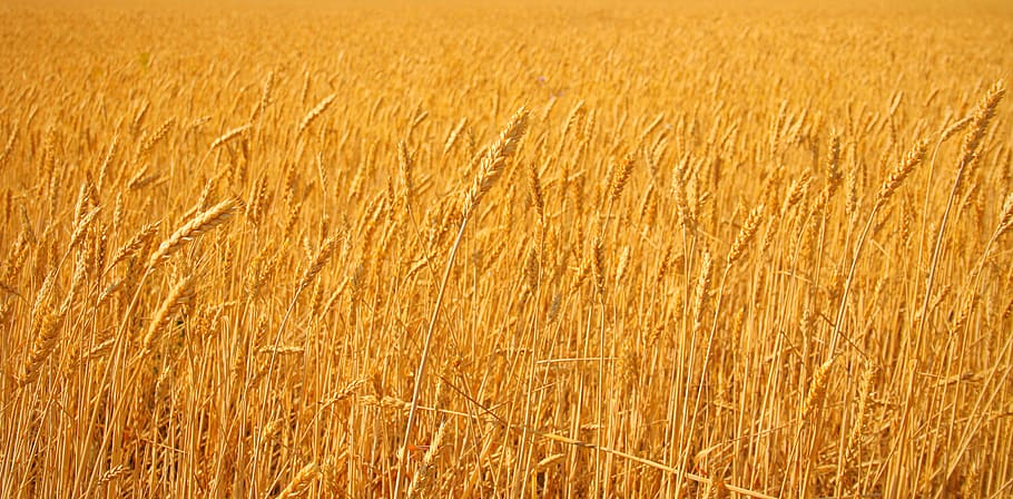 wheat, field, plant, agriculture, crop, yellow, autumn, farm, HD wallpaper