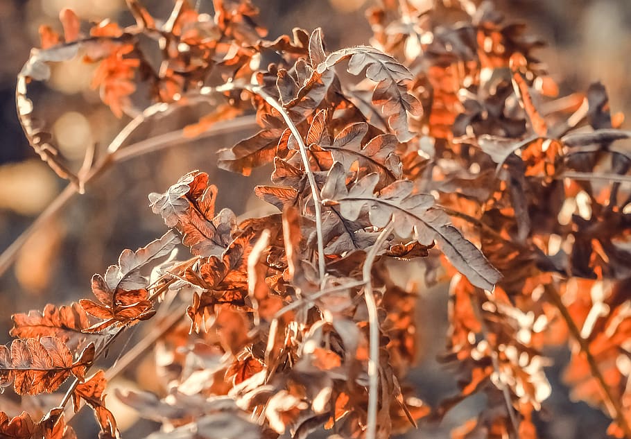 belarus, leaf, plant part, autumn, nature, close-up, no people HD wallpaper