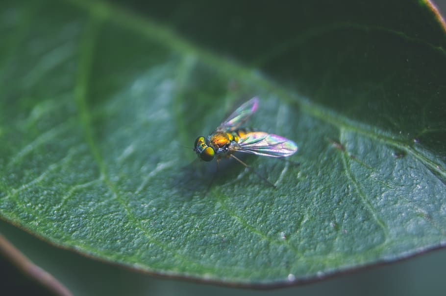 fly, leaf, macro, crepe, myrtle, nature, outdoor, spring, summer, HD wallpaper