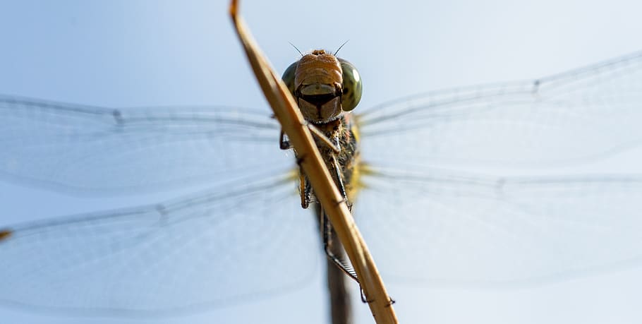 dragon, dragonfly, insect, animal, summer, fragile, wings, closeup HD wallpaper