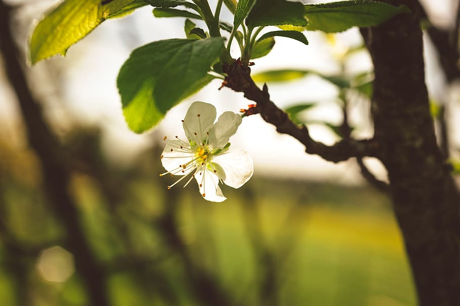 tree, flower, green, sunlig, summer, spring, fresh, plant, fragility HD wallpaper