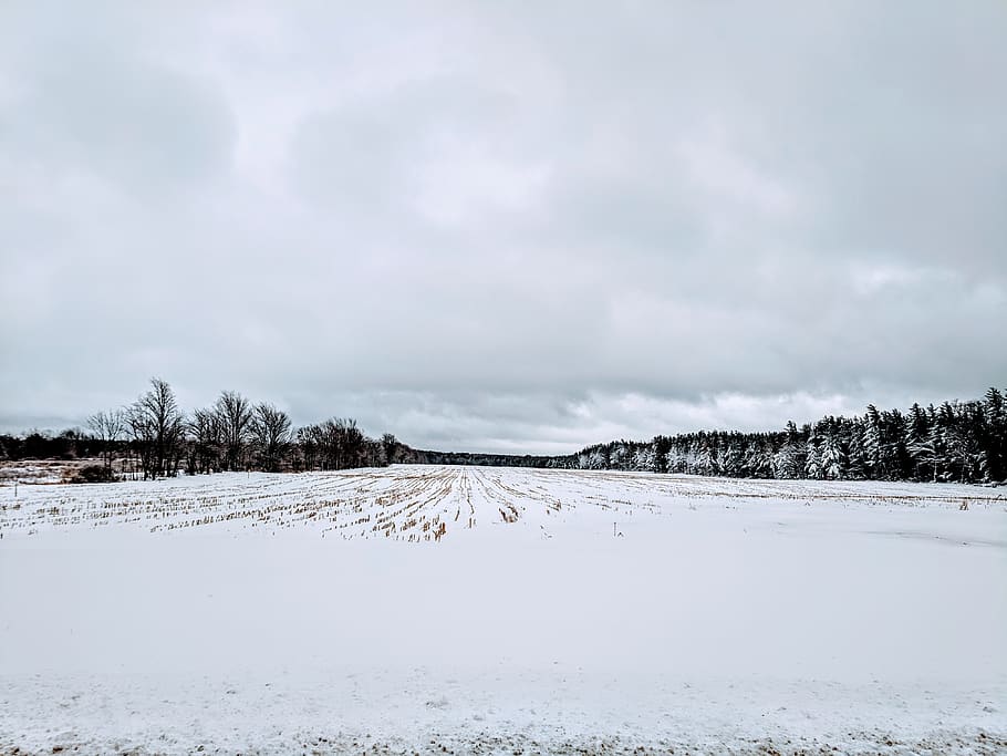 trees with snow, nature, outdoors, plant, fir, abies, ice, winter HD wallpaper