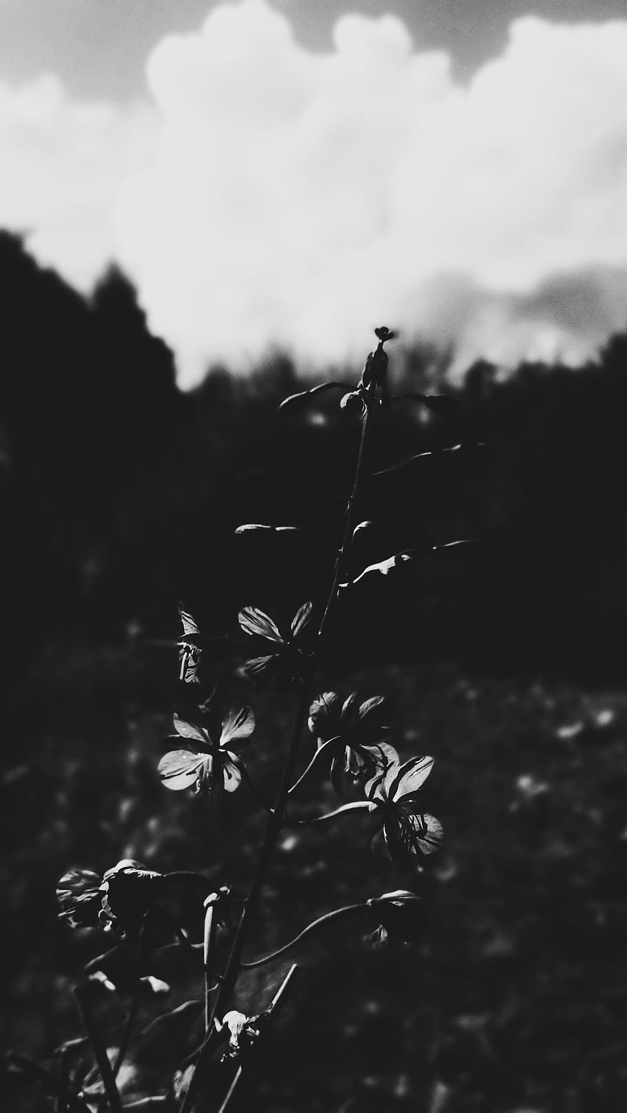 plant, growth, nature, focus on foreground, flower, flowering plant HD wallpaper