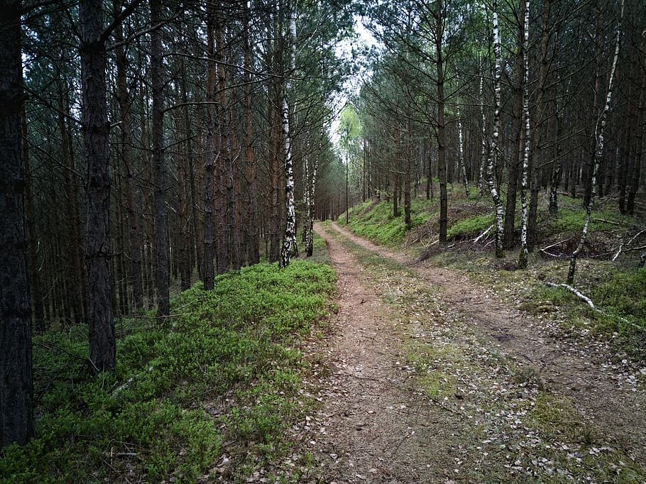 ground, plant, tree, path, dirt road, gravel, policki, unnamed road HD wallpaper