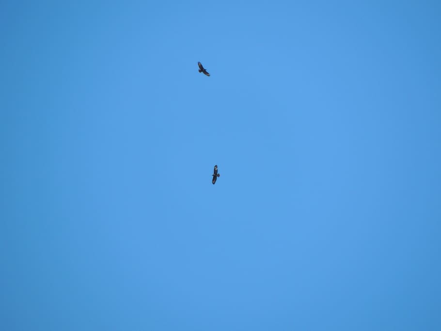 france, modane, blue, eagle, birds, fly, eagles, sky, flying HD wallpaper