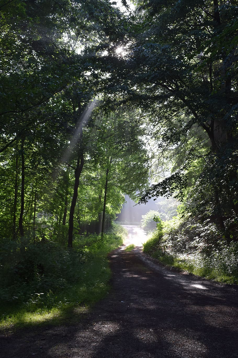 forest, away, sun, mystical, tree, plant, direction, the way forward HD wallpaper
