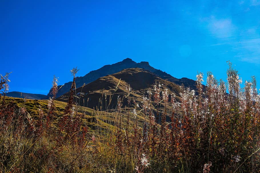 mountain, peak, landscape, nature, sky, hiking, plant, stalk HD wallpaper