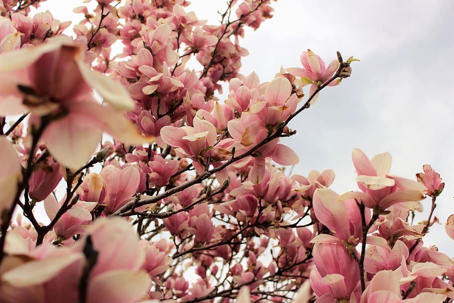 flowers, trees, hd, wallpaper, sky, pink, forest, amazing, beautiful HD wallpaper