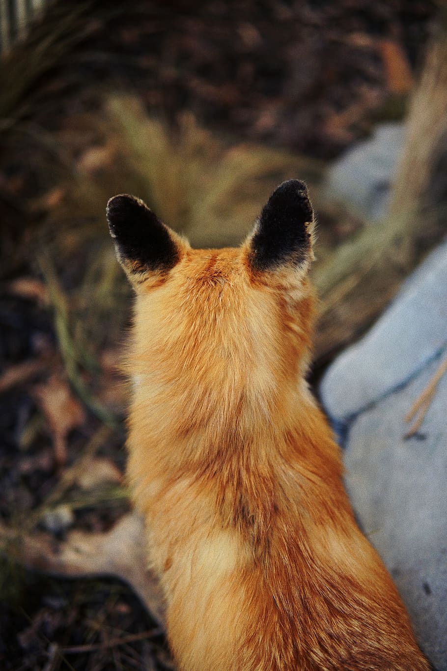 red fox photography, wildlife, animal, mammal, canine, kit fox, HD wallpaper