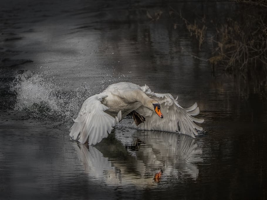 white duck perching on water, animal themes, bird, animals in the wild HD wallpaper