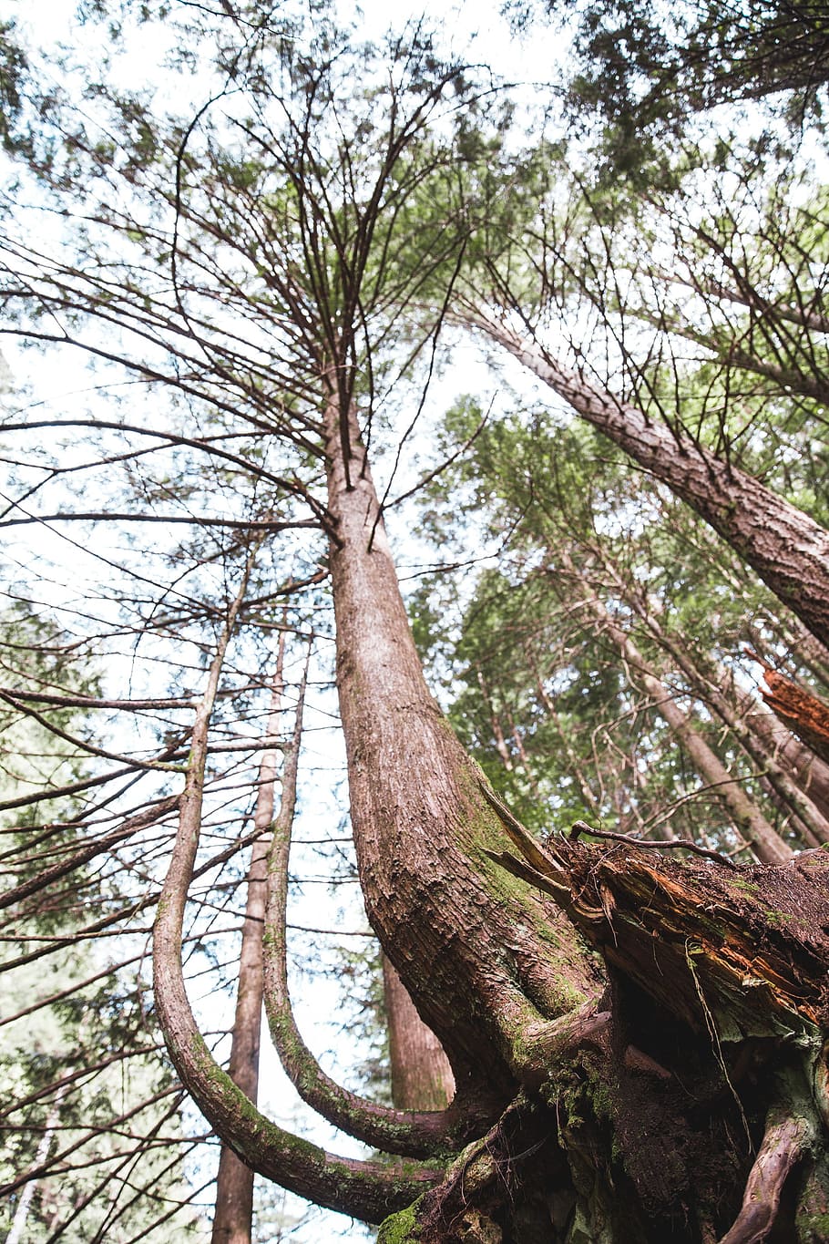 A view from the bottom of a tall tree with big roots to its top HD wallpaper