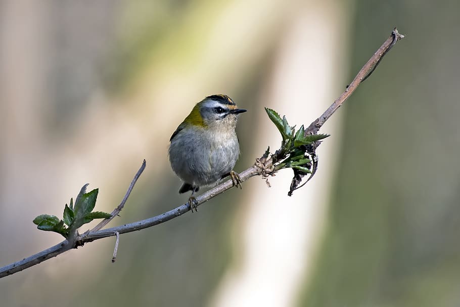 forest, branch, tree, firecrest, nature, bird, animal themes HD wallpaper