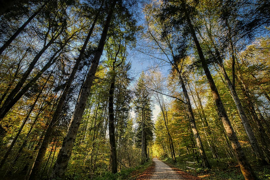 forest, sky, perspective, nature, landscape, trees, wilderness HD wallpaper