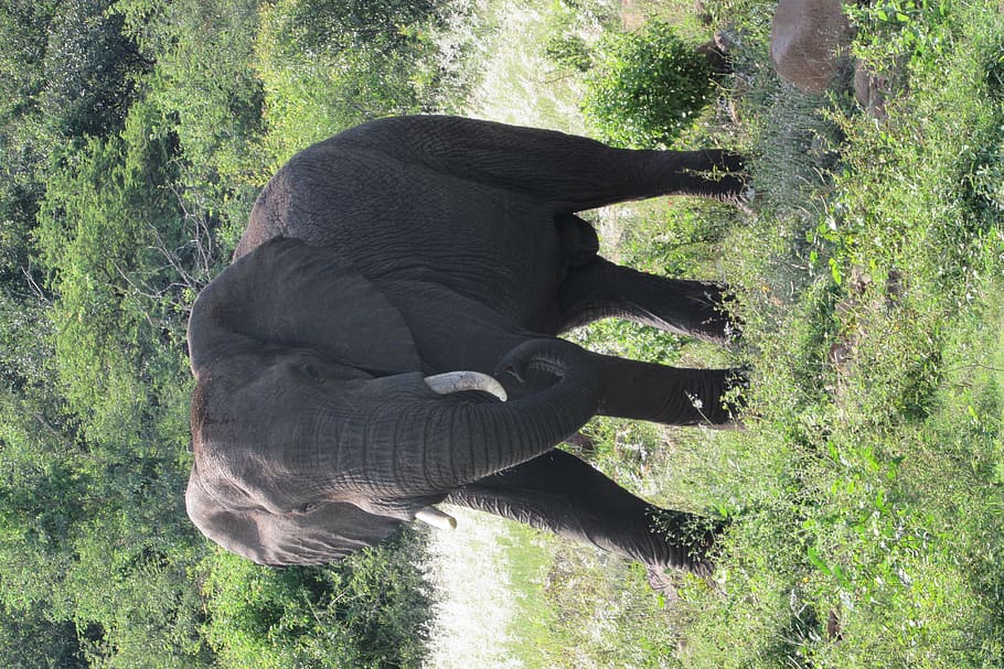 brown elephant, animal themes, mammal, one animal, plant, animal wildlife HD wallpaper