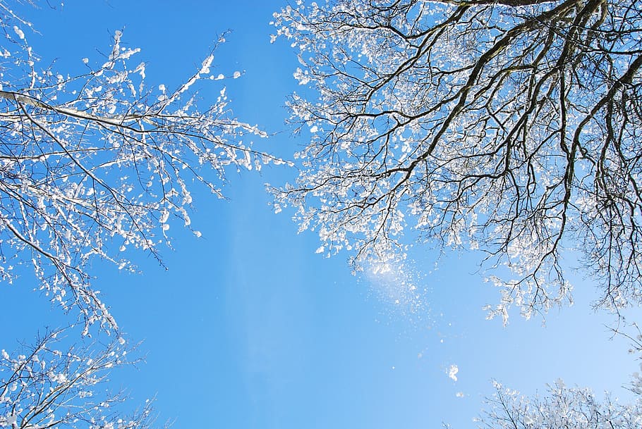 Low Angle Photo of Leafless Trees With Snows Under Clear Blue Sky HD wallpaper