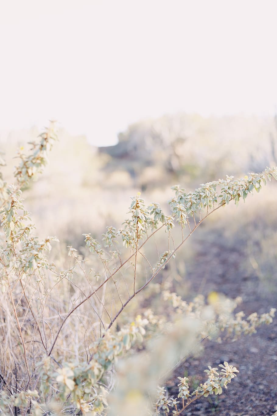 white petaled flowers, plant, grass, outdoors, animal, ground HD wallpaper