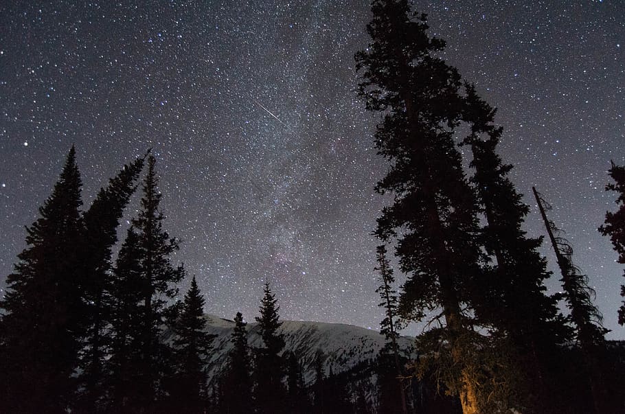 pine trees, plant, beauty in nature, star - space, astronomy HD wallpaper