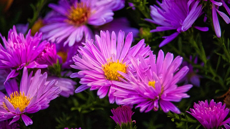 asters, bright, purple, pink, autumn, flowers, composites, greeting card HD wallpaper