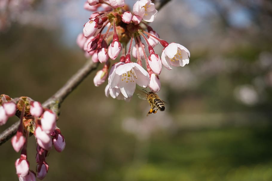botanical garden, bee, tokyo cherry, nature, spring, blossom HD wallpaper