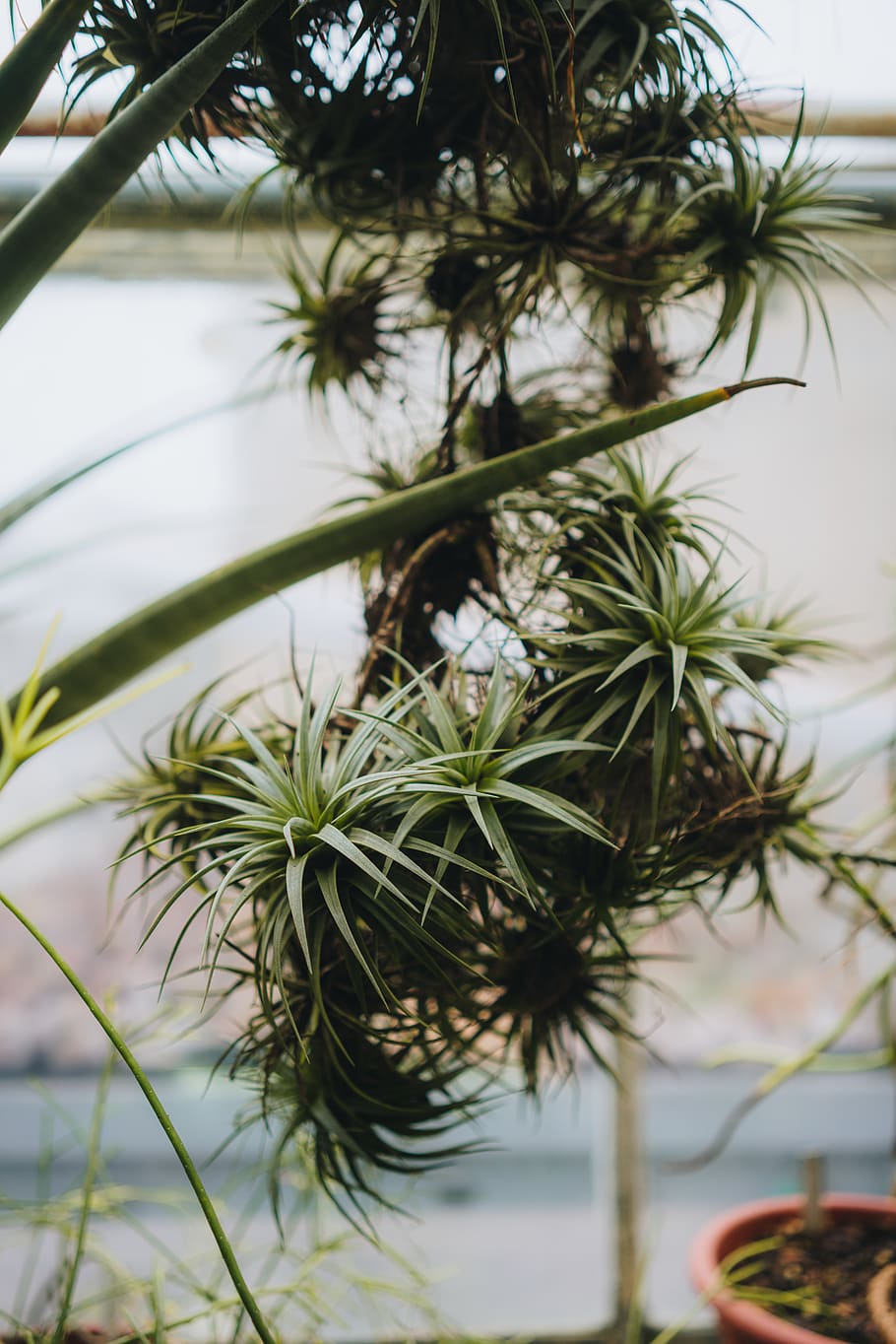 green-leafed plant, tree, growth, nature, focus on foreground HD wallpaper