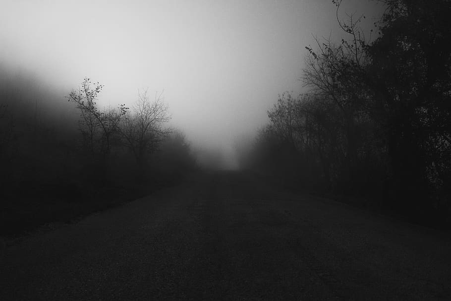 road between bare trees, fog, plant, direction, the way forward HD wallpaper
