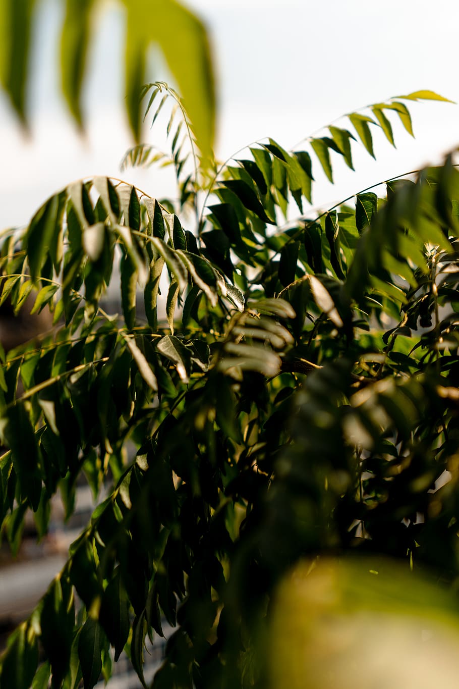 green leaf, flora, plant, fern, tree, conifer, produce, asparagus HD wallpaper