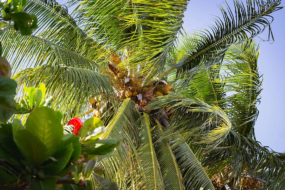 guyana, fyrish, coconut, palm tree, summer, south american, HD wallpaper