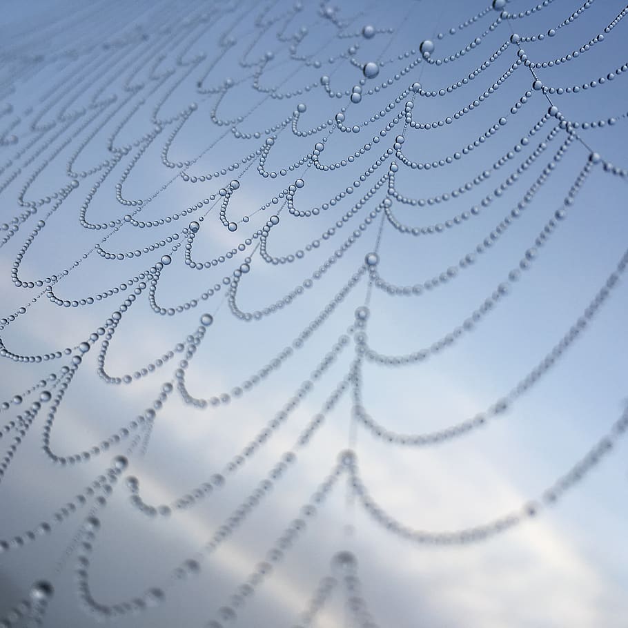 complexity, cobweb, spider, dew, drip, structure, beads, blue HD wallpaper