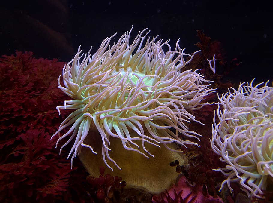 anemone, sea, underwater, sea life, undersea, animal wildlife HD wallpaper