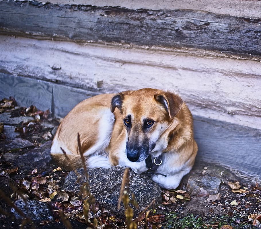 dog, rustic, wall, animal, pet, one animal, canine, animal themes HD wallpaper