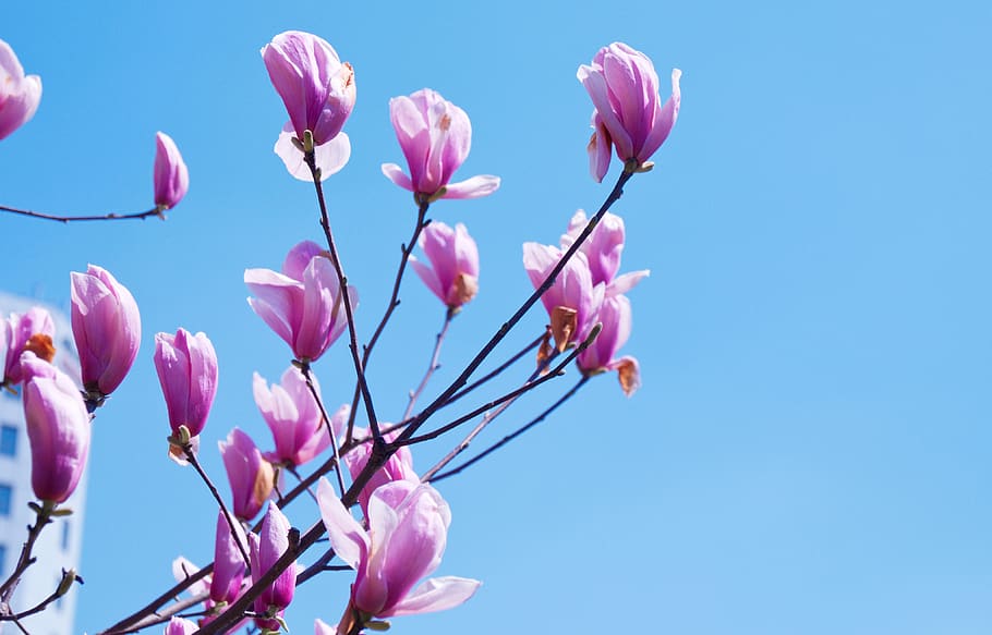 pink flowers, flowering plant, beauty in nature, pink color, fragility HD wallpaper